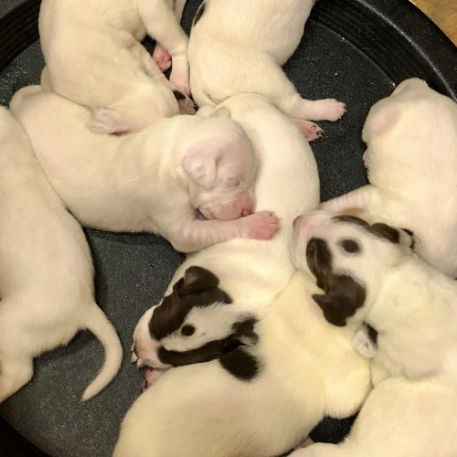English Pointer puppies