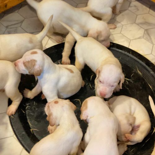 Latest litter